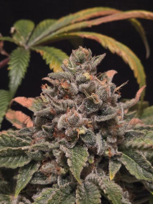 🍦🐰 Ice Cream Haze. Week 15