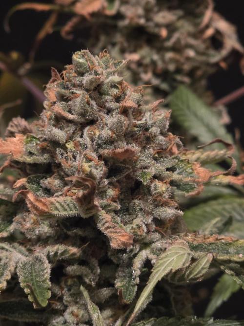 🍦🐰 Ice Cream Haze. Week 15