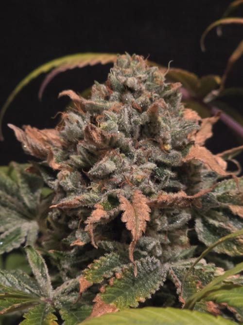 🍦🐰 Ice Cream Haze. Week 15