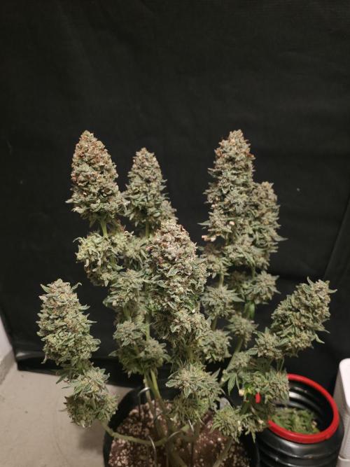 🍦🐰 Ice Cream Haze. Week 15