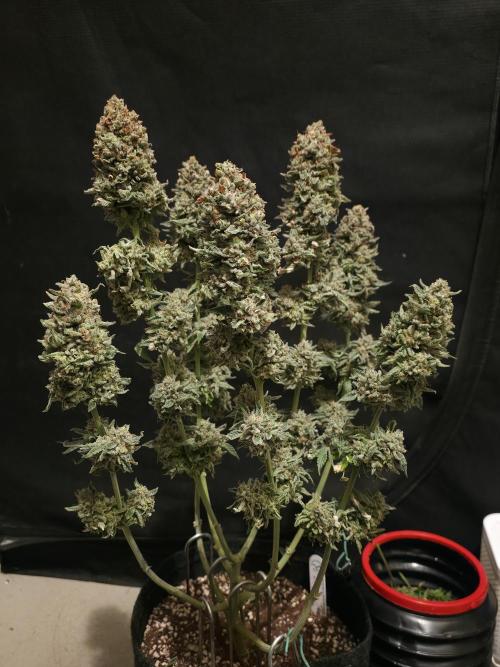 🍦🐰 Ice Cream Haze. Week 15