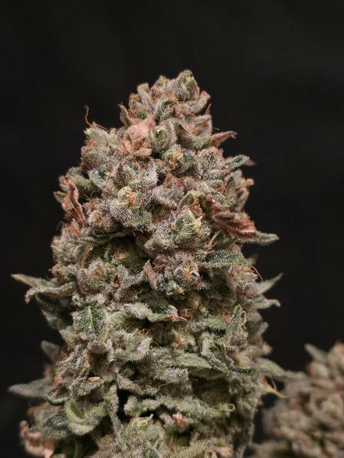 🍦🐰 Ice Cream Haze. Week 15