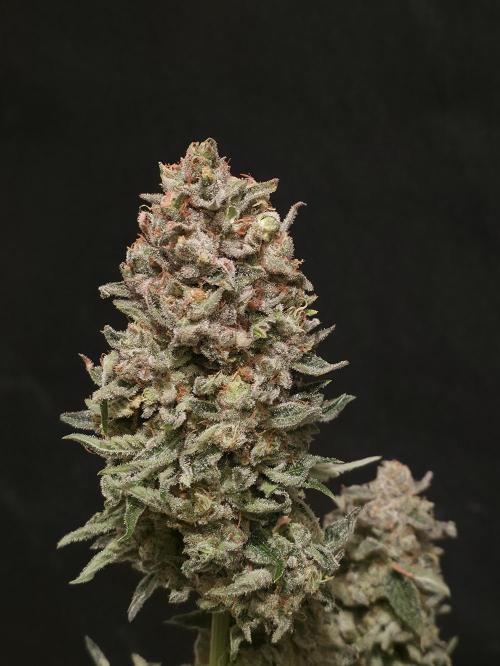 🍦🐰 Ice Cream Haze. Week 15