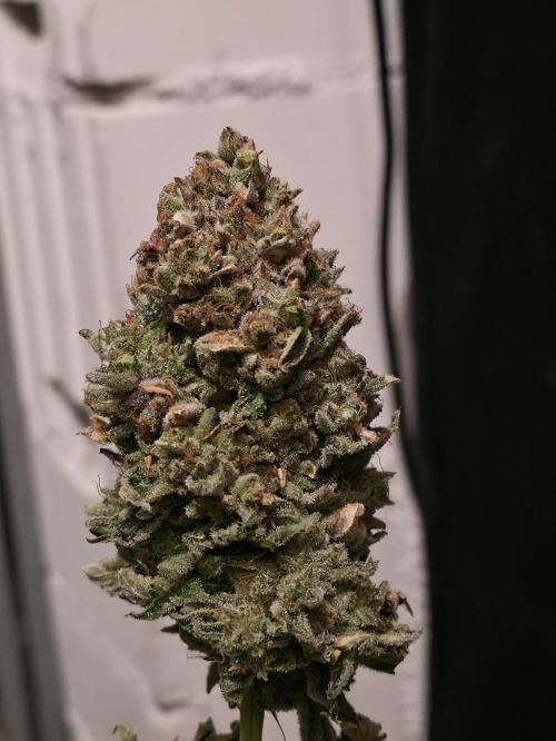 🍦🐰 Ice Cream Haze. Week 15