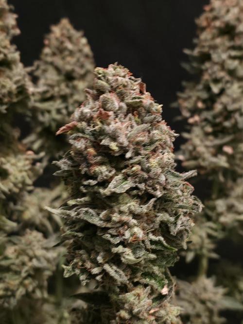 🍦🐰 Ice Cream Haze. Week 15