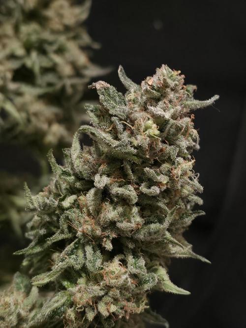 🍦🐰 Ice Cream Haze. Week 15