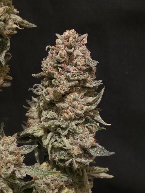 🍦🐰 Ice Cream Haze. Week 15