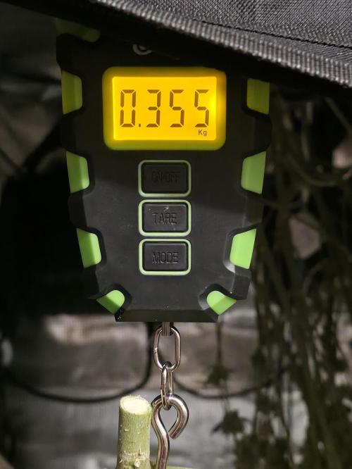 🍦🐰 Ice Cream Haze. Week 15