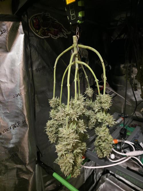 🍦🐰 Ice Cream Haze. Week 15