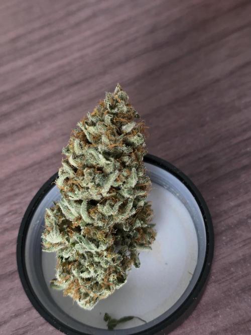 🍦🐰 Ice Cream Haze. Week 15