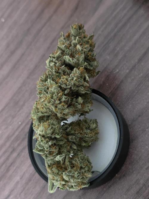 🍦🐰 Ice Cream Haze. Week 15