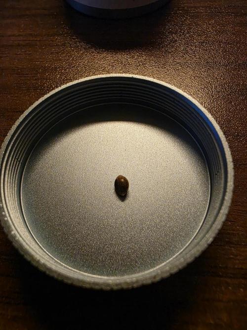 White Truffle 🍄‍. Week 0