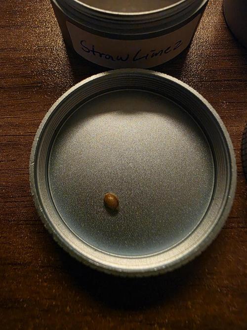 Straw Limez 🍓🍋‍. Week 0