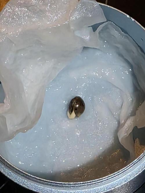 Omakase 🍣. Week 0