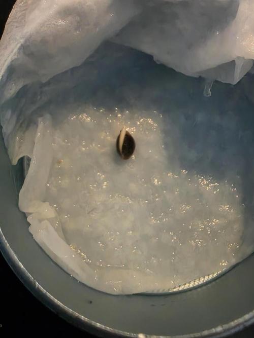 White Truffle 🍄‍. Week 0