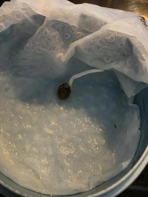 Straw Limez 🍓🍋‍. Week 0