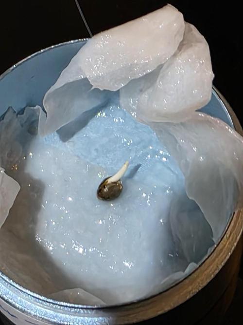 Nectar Drip 🐝🍯 #573. Week 0