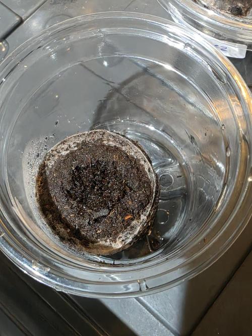 Nectar Drip 🐝🍯 #573. Week 0