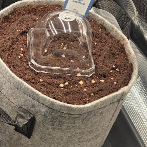 Omakase 🍣. Week 1 - 1. Tag