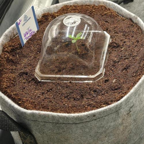 White Truffle 🍄‍. Week 1 - 1. Tag 