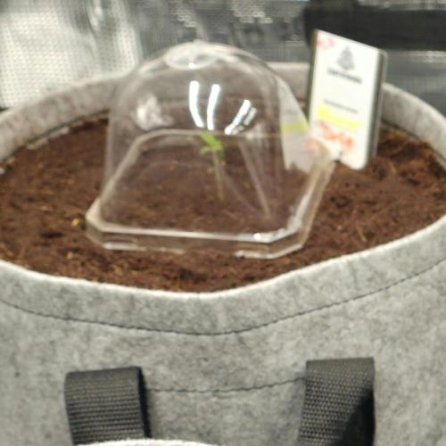 Nectar Drip 🐝🍯 #573. Week 1