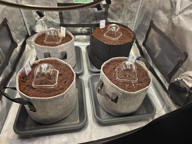 Nectar Drip 🐝🍯 #573. Week 1