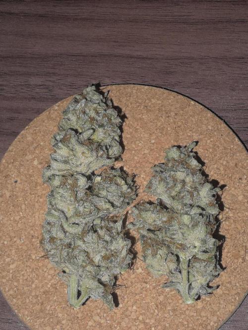 🎶💚 Tical METHOD MAC ✨️👽🍪. Week 16