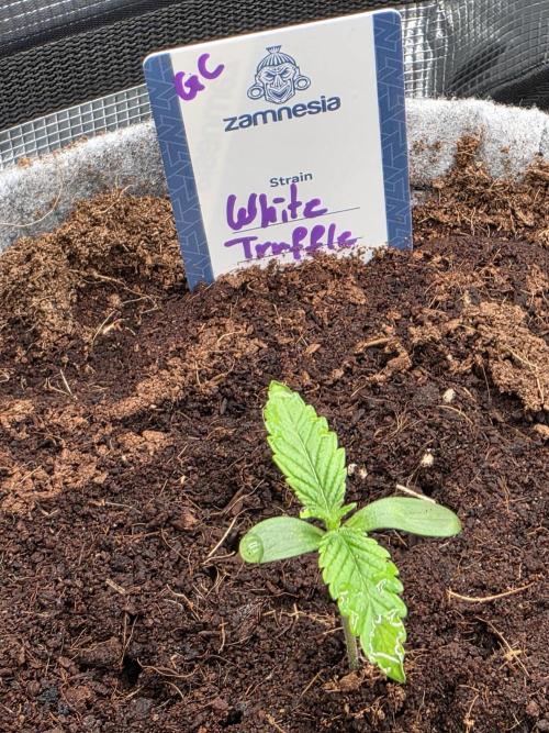 White Truffle 🍄‍. Week 1 - 3. Tag 