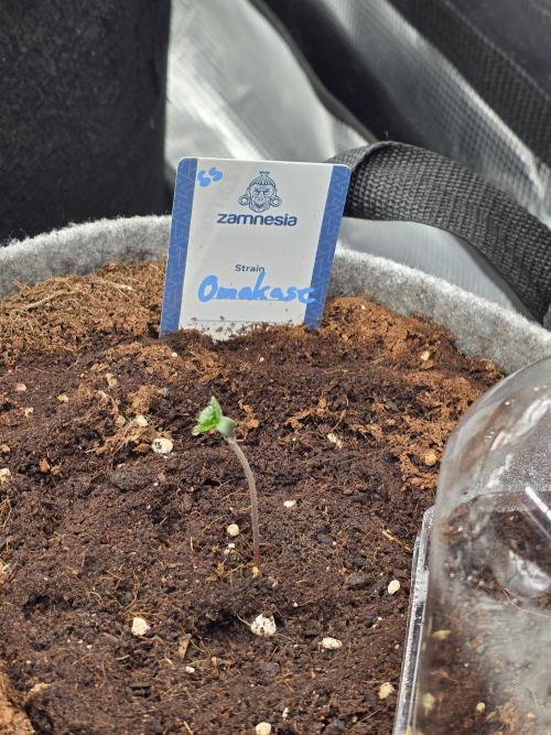 Omakase 🍣. Week 1 - 3. Tag 