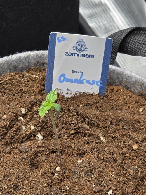 Omakase 🍣. Week 2