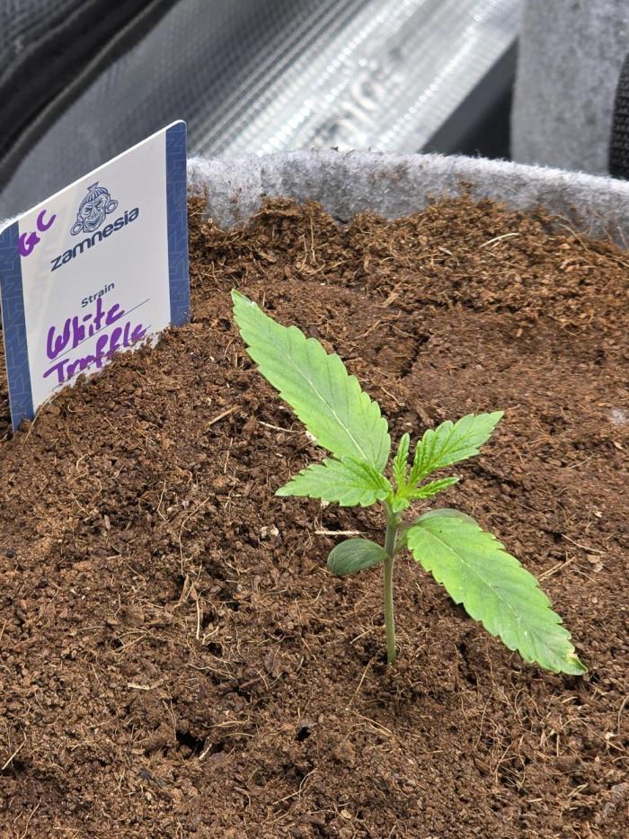 White Truffle 🍄‍. Week 2