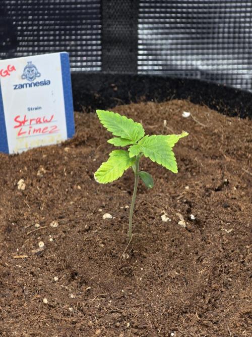 Straw Limez 🍓🍋‍. Week 2