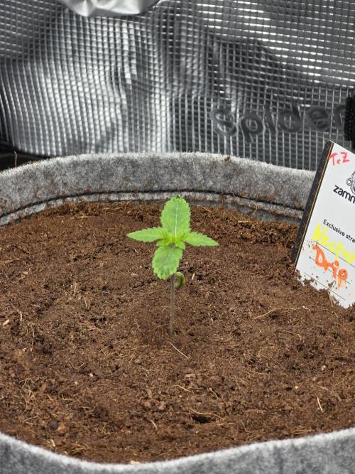 🐝🍯 Nectar Drip  #573. Week 2