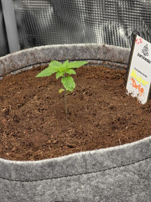 🐝🍯 Nectar Drip  #573. Week 2