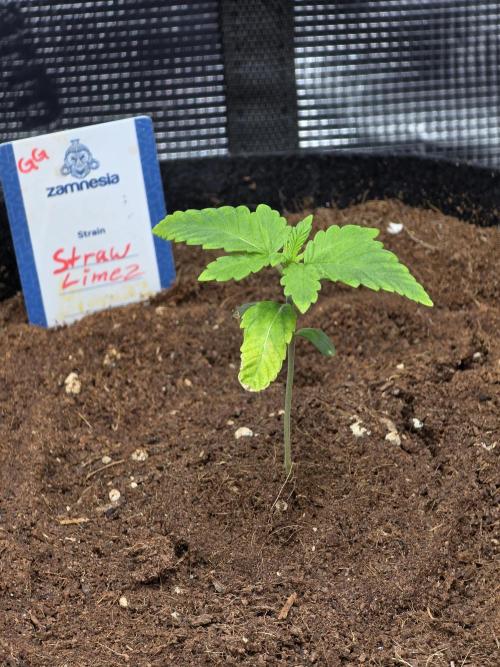 Straw Limez 🍓🍋‍. Week 2