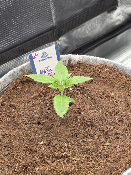 White Truffle 🍄‍. Week 2