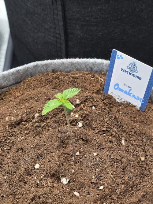 Omakase 🍣. Week 2