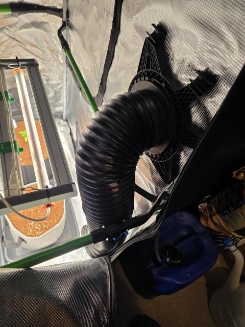 White Truffle 🍄‍. Week 2