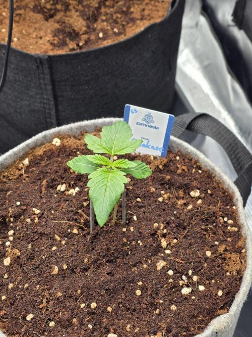 Omakase 🍣. Week 3