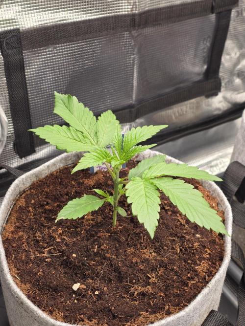 White Truffle 🍄‍. Week 3