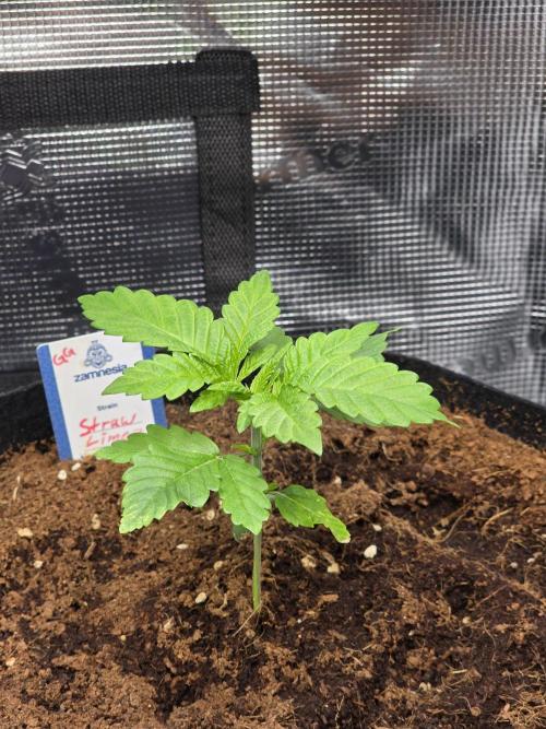 Straw Limez 🍓🍋‍. Week 3