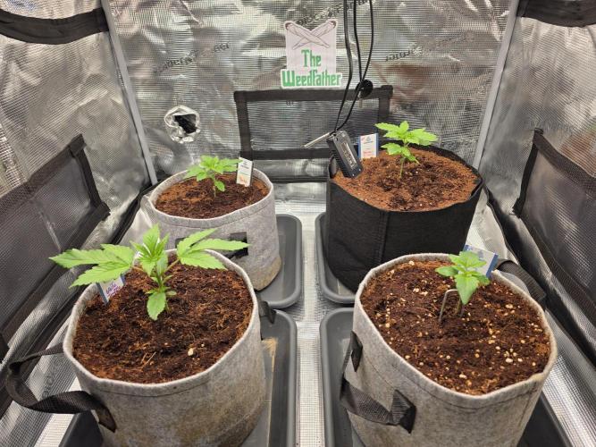 Straw Limez 🍓🍋‍. Week 3