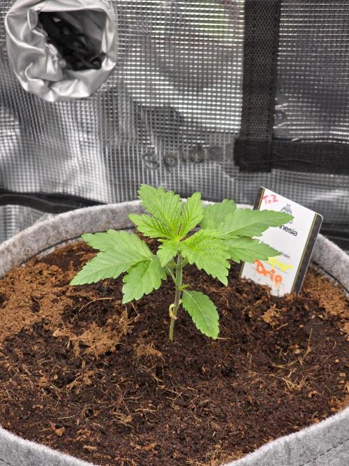 🐝🍯 Nectar Drip  #573. Week 3