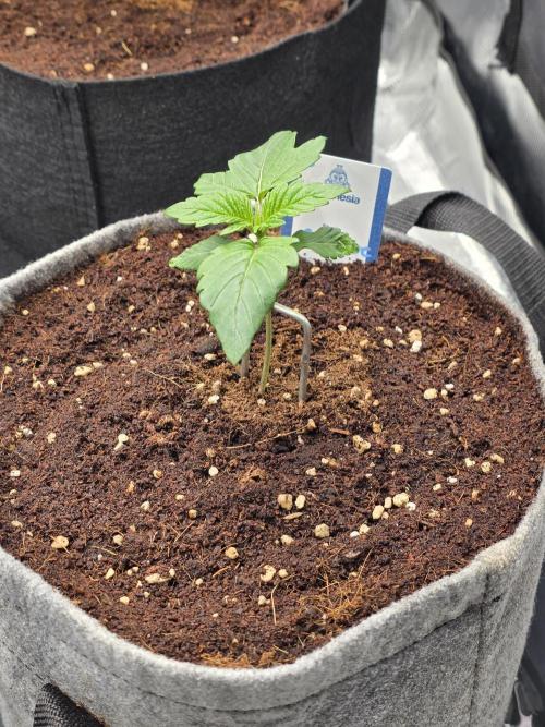 Omakase 🍣. Week 3