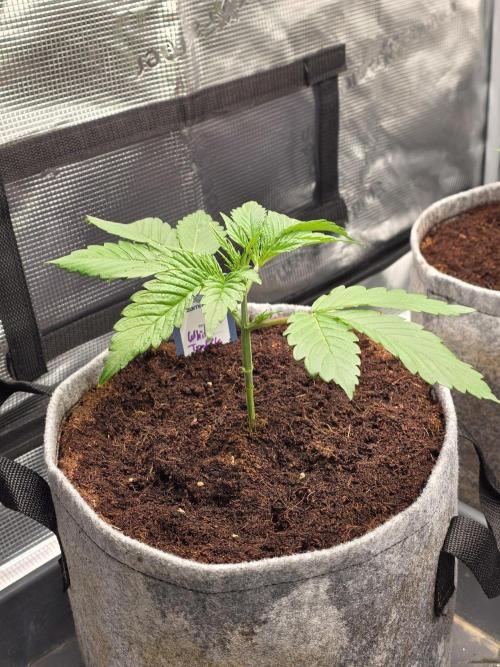 White Truffle 🍄‍. Week 3