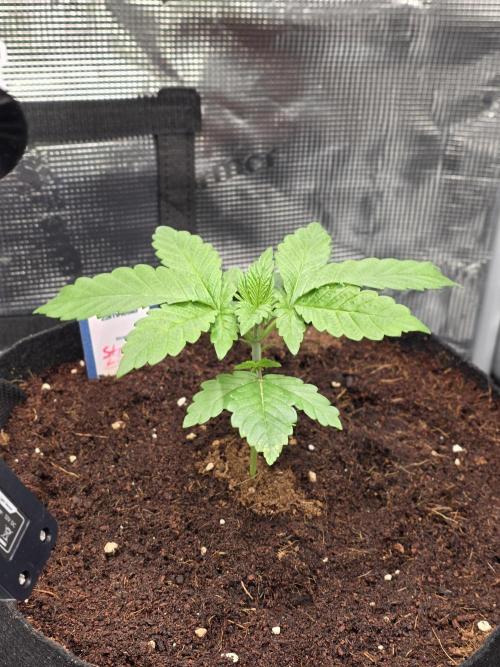 Straw Limez 🍓🍋‍. Week 3