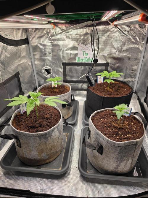 Straw Limez 🍓🍋‍. Week 3