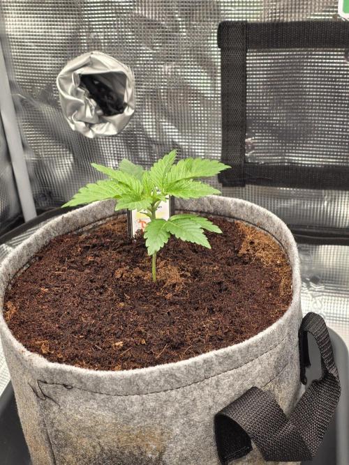 🐝🍯 Nectar Drip  #573. Week 3