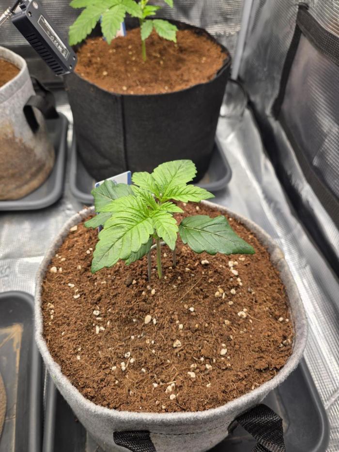 Omakase 🍣. Week 4