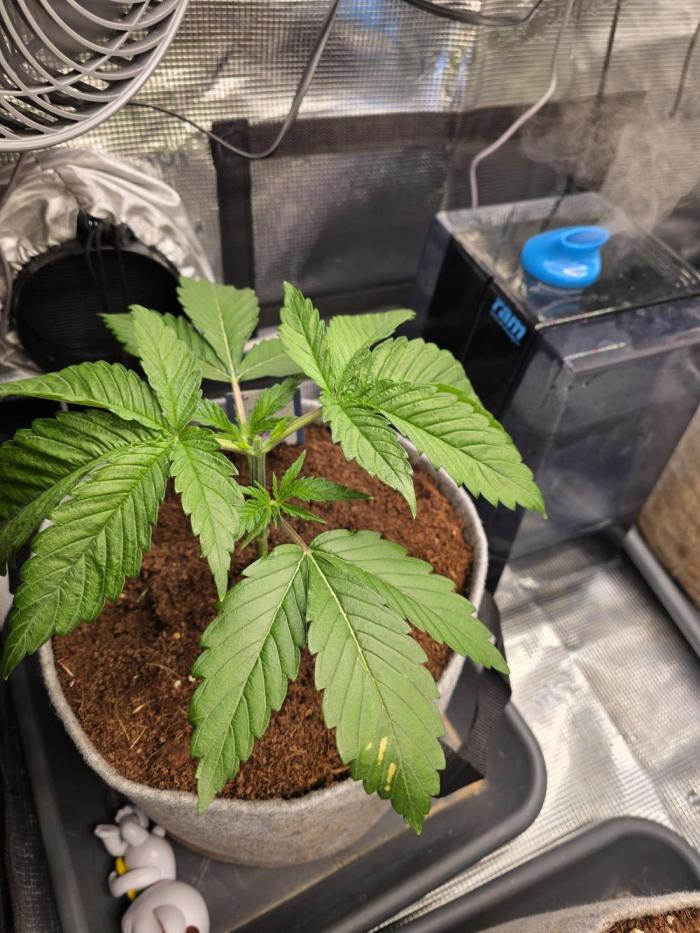 White Truffle 🍄‍. Week 4